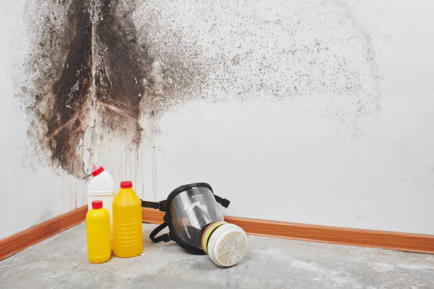 Best Black Mold Removal  in Buckhead Ridge, FL