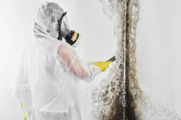 Best Commercial Mold Removal  in Buckhead Ridge, FL