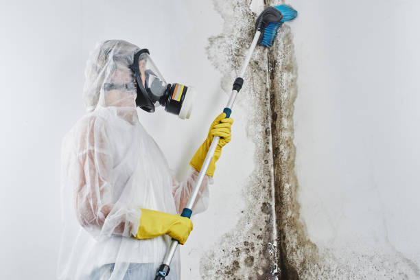 Best Mold Cleaning Services  in Buckhead Ridge, FL