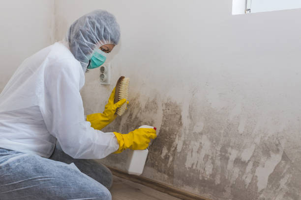 Best Local Mold Removal Service  in Buckhead Ridge, FL