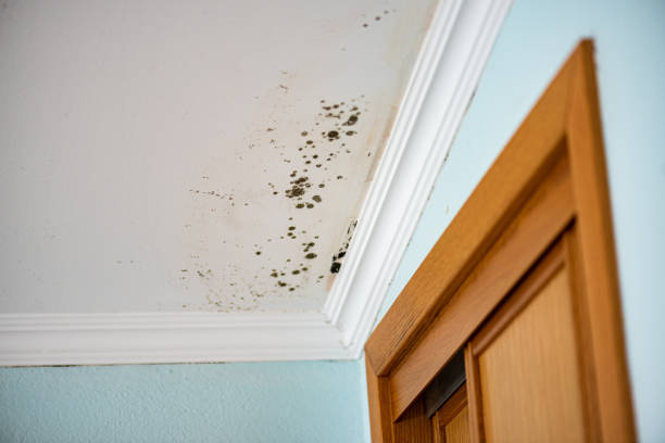 Mold Removal and Inspection in Buckhead Ridge, FL