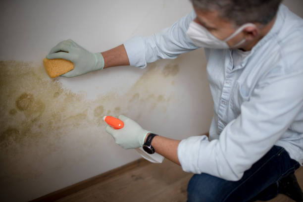 Best Mold Cleaning Services  in Buckhead Ridge, FL