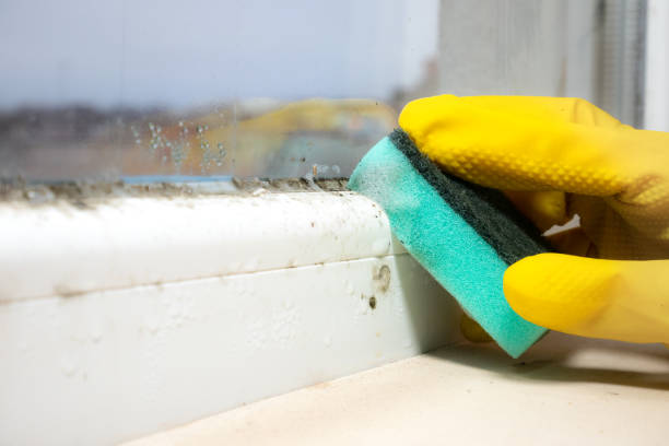 Best Professional Mold Removal  in Buckhead Ridge, FL