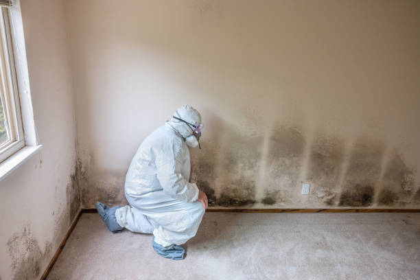 Best Mold Removal Process  in Buckhead Ridge, FL