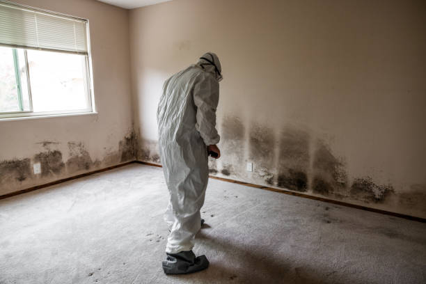 Best Fast Mold Removal  in Buckhead Ridge, FL