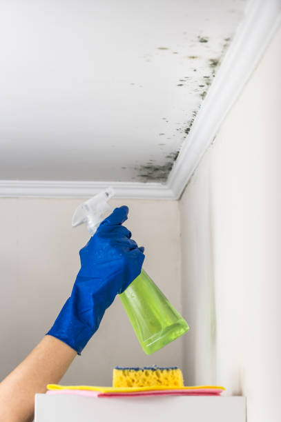 Best Home Mold Removal  in Buckhead Ridge, FL